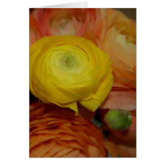 Yellow Ranunculus