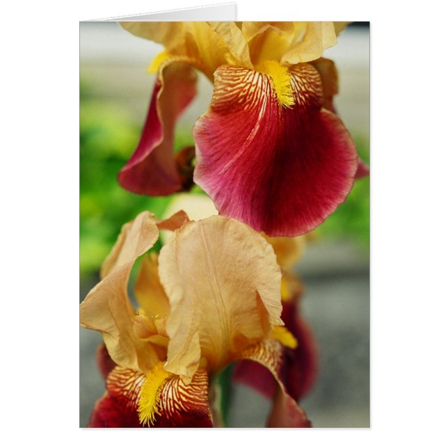 Yellow Red Iris (Voorkant)