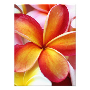 Yellow Red Plumeria Frangipani Hawaii Flowers Foto Afdruk