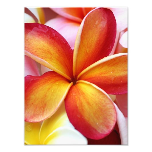 Yellow Red Plumeria Frangipani Hawaii Flowers Foto Afdruk (Voorkant)