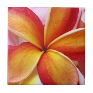 Yellow Red Plumeria Frangipani Hawaii Flowers Tegeltje