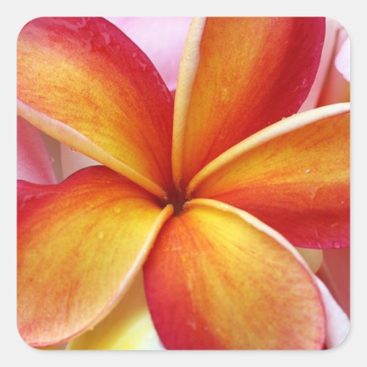 Yellow Red Plumeria Frangipani Hawaii Flowers Vierkante Sticker (Voorkant)