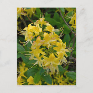 Yellow Rhododendron Azalea Flowers Briefkaart