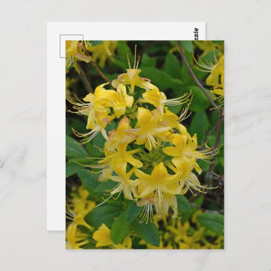 Yellow Rhododendron Azalea Flowers Briefkaart (Voorkant / Achterkant)