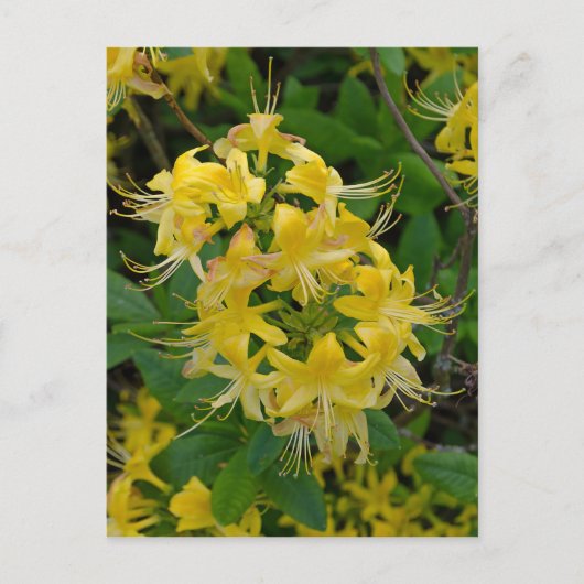 Yellow Rhododendron Azalea Flowers Briefkaart (Voorkant)