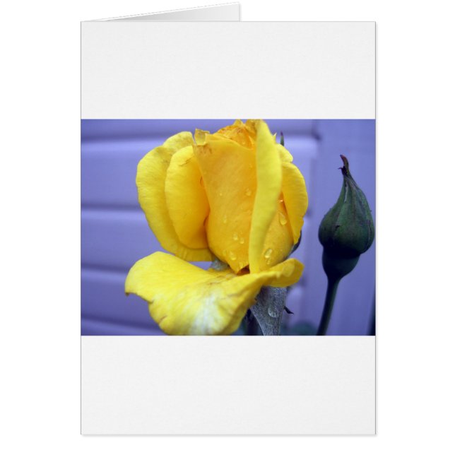 Yellow Rodebud (Voorkant)