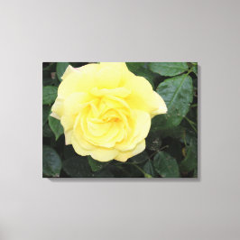 Yellow Roos Canvas Afdruk