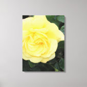 Yellow Roos Canvas Afdruk (Voorkant)