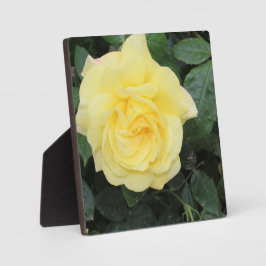 Yellow Roos Fotoplaat