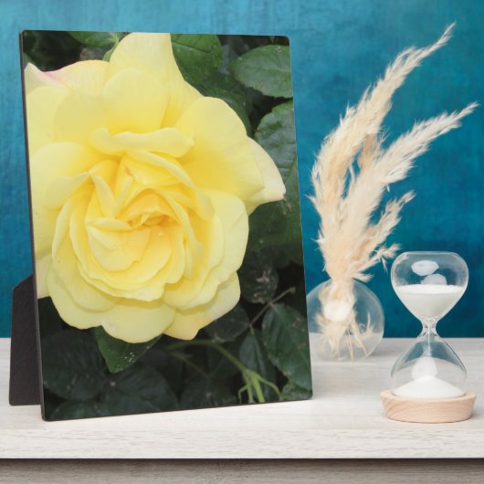 Yellow Roos Fotoplaat (Zijkant)