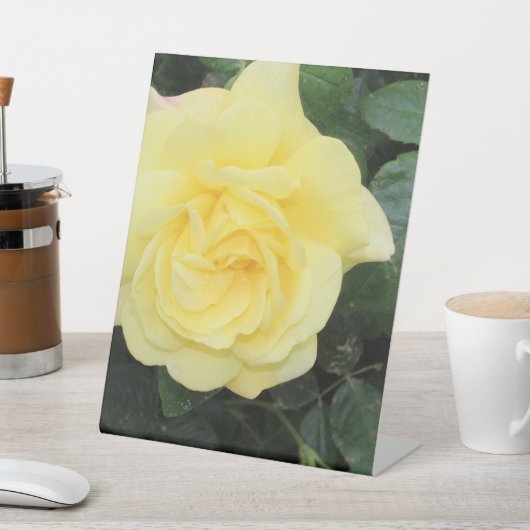 Yellow Roos Reclamebord Met Voetstuk (Insitu)