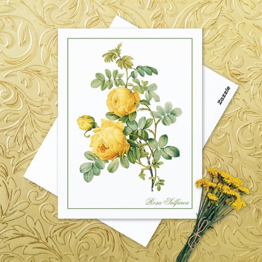 Yellow Rosa Sulfurea Pierre-Joseph Redouté Briefkaart