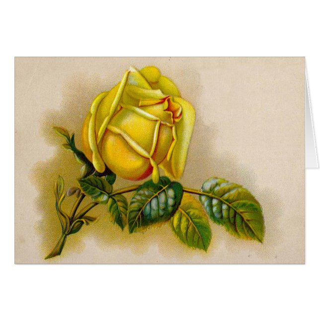 Yellow Rose Antiek  Print Fine Art (Voorkant Horizontaal)