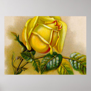Yellow Rose Antiek  Print Fine Art