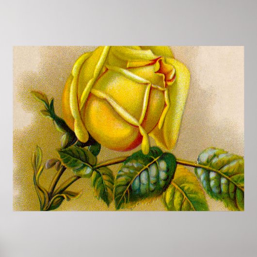 Yellow Rose Antiek Print Fine Art (Voorkant)
