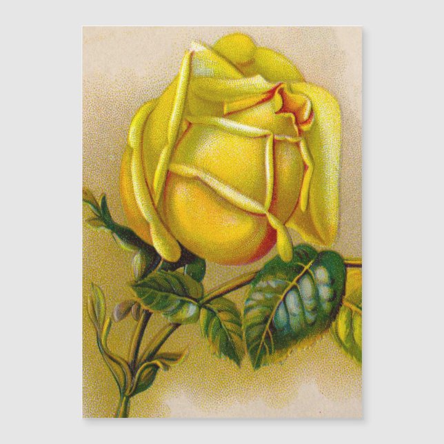 Yellow Rose Antiek  Print Fine Art (Voorkant)