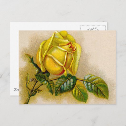 Yellow Rose Antiek Print Fine Art Briefkaart (Voorkant / Achterkant)