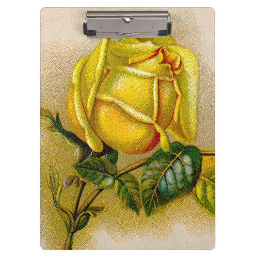 Yellow Rose Antiek  Print Fine Art Klembord (Voorkant)