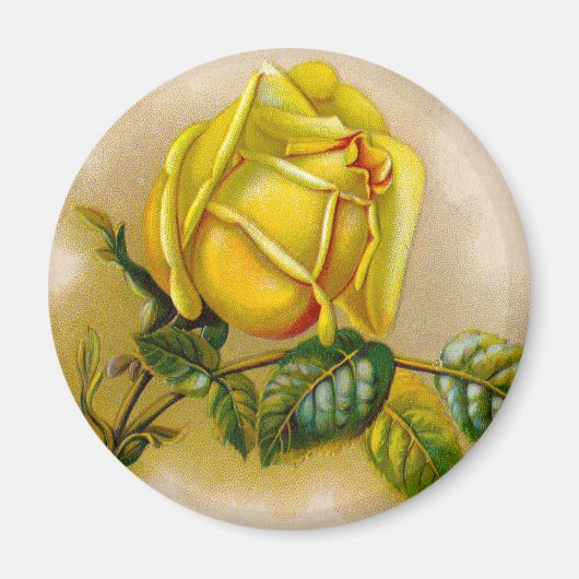 Yellow Rose Antiek  Print Fine Art Magneet (Voorkant)