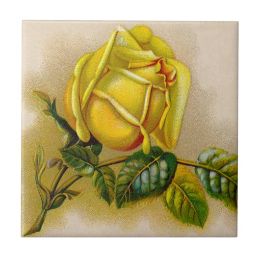 Yellow Rose Antiek  Print Fine Art Tegeltje (Voorkant)