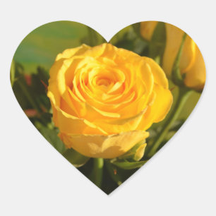 Yellow Rose Beauty Photography Hart Sticker