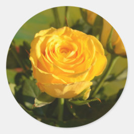 Yellow Rose Beauty Photography Ronde Sticker
