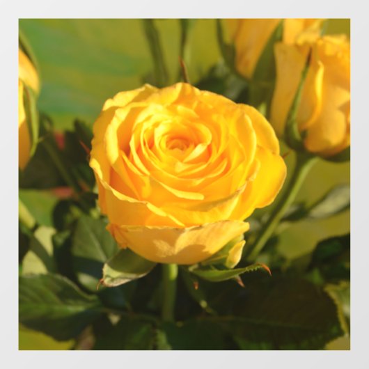 Yellow Rose Beauty Raamsticker (Vel)