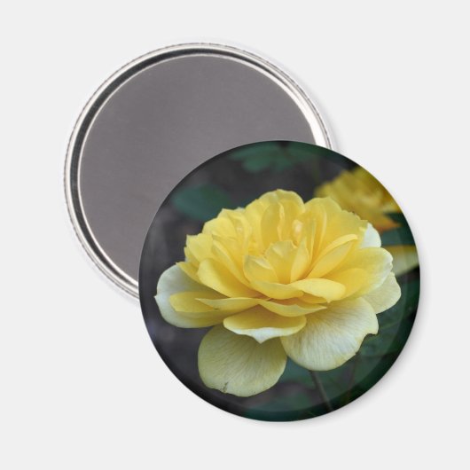Yellow Rose Bloem Fotografie Magneet (Voorkant / Achterkant)