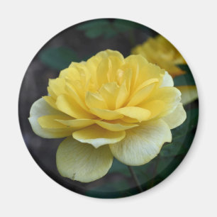 Yellow Rose Bloem Fotografie Magneet