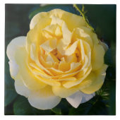 Yellow Rose Blossom Tegeltje (Voorkant)