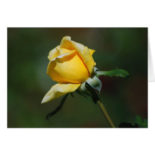 Yellow Rose Bud Card