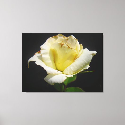 Yellow Rose Canvas (Voorkant)
