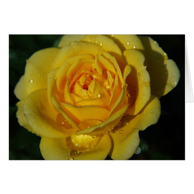 Yellow Rose Card (Voorkant Horizontaal)