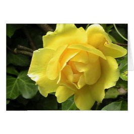 Yellow Rose Card