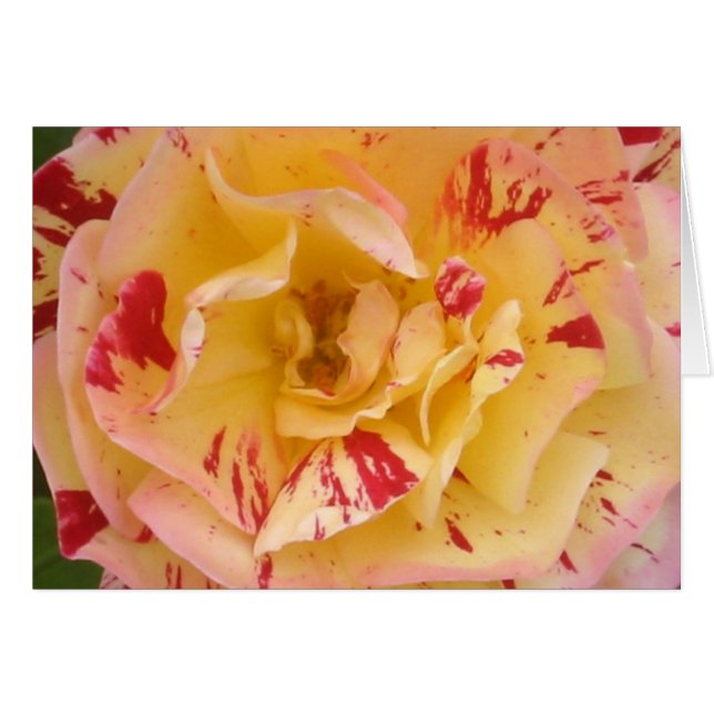 Yellow Rose Card (Voorkant Horizontaal)