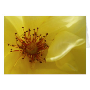 Yellow Rose Card