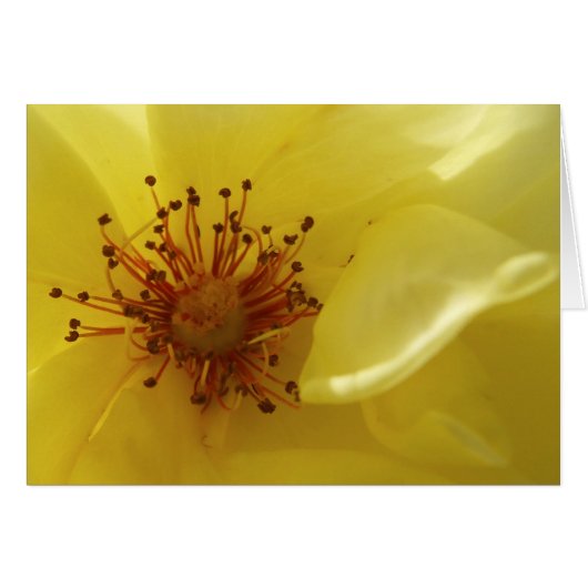 Yellow Rose Card (Voorkant Horizontaal)