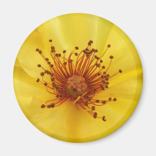 Yellow Rose Center Magnet (Voorkant)