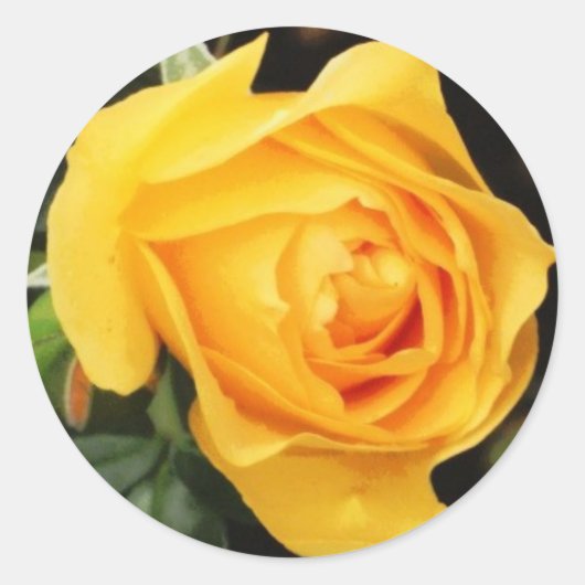 'Yellow Rose' Envelopzegel Ronde Sticker (Voorkant)