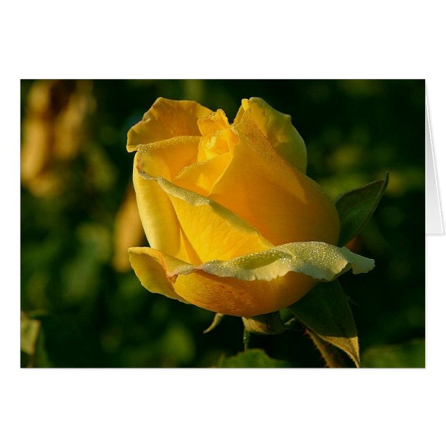Yellow Rose Floral 2 (Voorkant Horizontaal)