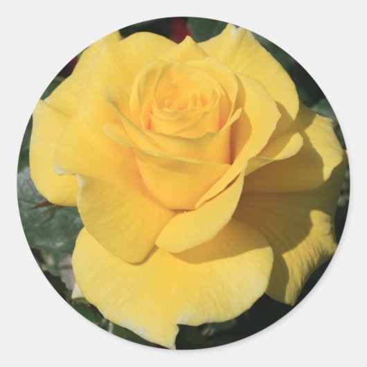Yellow Rose Flower Sticker (Voorkant)