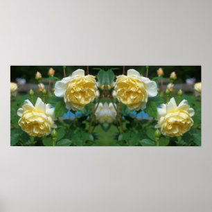 Yellow Rose Flowers Spiegel Abstract Poster