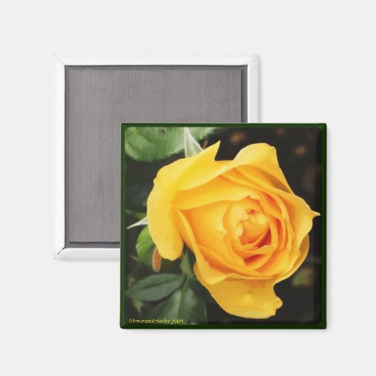 'Yellow Rose' magneet (Voorkant / Achterkant)