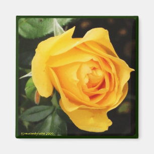 'Yellow Rose' magneet