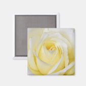 Yellow Rose Magnet (Voorkant / Achterkant)