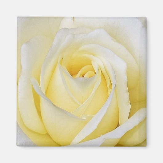 Yellow Rose Magnet (Voorkant)