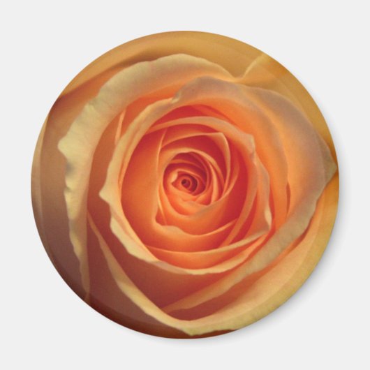 Yellow Rose Magnet (Voorkant)