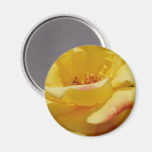 Yellow Rose Magnet (Voorkant / Achterkant)