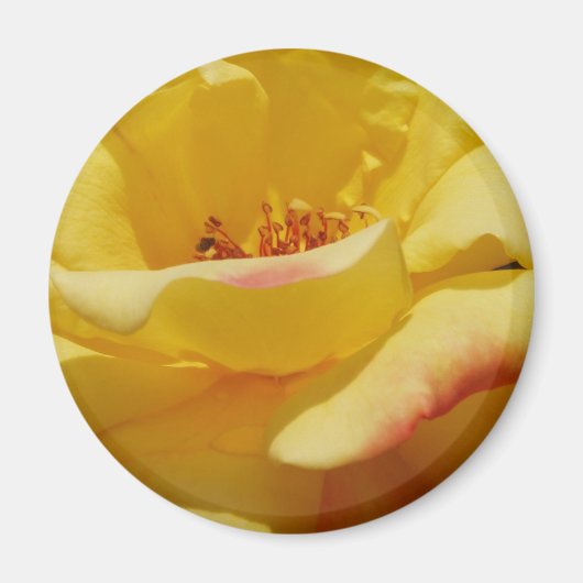 Yellow Rose Magnet (Voorkant)