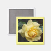 Yellow Rose Magnet (Voorkant / Achterkant)